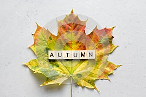 Bright yellow green orange red maple leaf lies on white light modern concrete background, word autumn is written from wooden