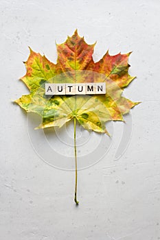 Bright yellow green orange red maple leaf lies on white light modern concrete background, word autumn is written from wooden