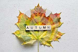 Bright yellow green orange red maple leaf lies on white light modern concrete background, word autumn is written from wooden