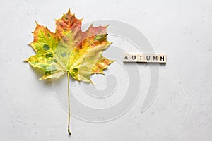 Bright yellow green orange red maple leaf lies on white light modern concrete background, word autumn is written from wooden
