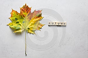 Bright yellow green orange red maple leaf lies on white light modern concrete background, word autumn is written from wooden