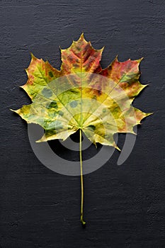 Bright yellow green red orange maple leaf close up lies on black dark modern concrete background, modern style, autumn card,