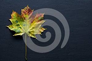 Bright yellow green red orange maple leaf close up lies on black dark modern concrete background, modern style, autumn card,