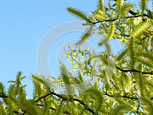 bright yellow green willow tree branches in the spring with fuzzy long flowers. soft background