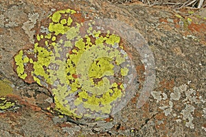 BRIGHT YELLOW GREY-GREEN AND WHITE LICHEN GROWING ON ROCK