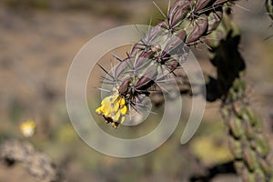 Bright Yellow Growth Of New Chain Link Cactus on Tree Cholla