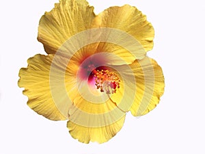 Bright Yellow Hawaiian Hibiscus Flower