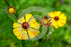 Bright yellow Helenium flowers in the garden