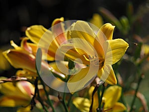 Bright yellow Hemerocallis daylily flowers in a garden