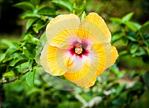 Bright yellow hibiscus flower closeup