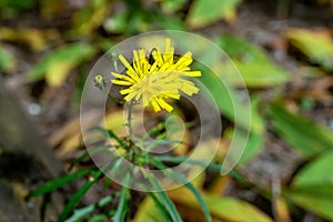 Bright yellow Hieracium flowers in the forest
