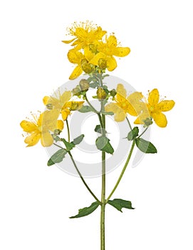 Bright yellow hypericum flower isolated on white
