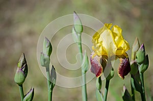 Bright yellow iris
