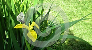 Bright yellow iris flower on a green background of leaves, on the flower sits a white butterfly, cabbage, hawthorn, white. Summer