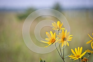 Bright yellow Jerusalem artichoke flowers on a restrained green background.