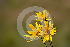 Bright yellow Jerusalem artichoke flowers on a restrained green background. Selective focus