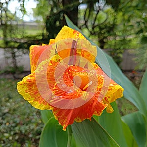 The bright yellow king hambert canna flowers contrast beautifully with the lush foliage of large, lance-shaped apple green leaves.