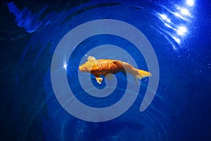 Bright yellow koi carp on dark blue sparkling water background close up, exotic goldfish swims in ocean