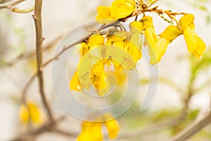 Bright yellow kowhai flower