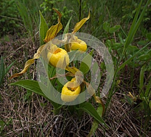 Bright yellow ladyâ€™s slipper