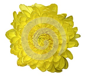 Bright yellow large chrysanthemum flower without leaves, design element