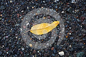 Bright yellow leaf laying down against dark background made from small colored rocks