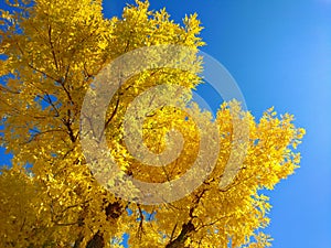 Bright yellow leaves, autumn in Caliente, Nevada