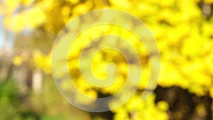 bright yellow leaves on autumn trees in a blurred, abstract background