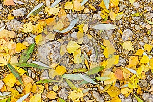 Bright yellow leaves on cobbles and stones in autumn, autumn landscape, colorful autumn leaves, lying on a stony shore texture