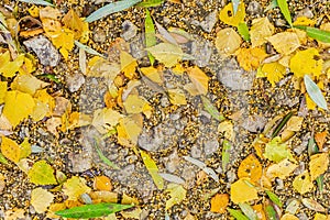 Bright yellow leaves on cobbles and stones in autumn, autumn landscape, colorful autumn leaves, lying on a stony shore texture