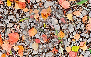 Bright yellow leaves on cobbles and stones in autumn, autumn landscape, colorful autumn leaves, lying on a stony shore texture