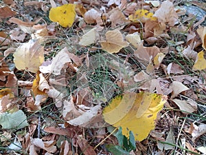 Bright yellow leaves in the grass