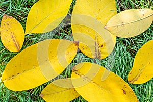 Bright yellow leaves lie on the green grass. Natural autumn background