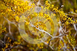 Bright Yellow Leaves Standed In Contrast To The White Branches In The Desert