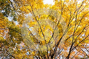 Bright Yellow Leaves on Tree Branches