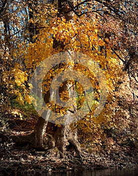 Bright yellow leaves on trees in the sunlight at the river`s edge