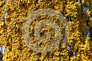 Bright yellow lichen on a tree trunk in the forest.