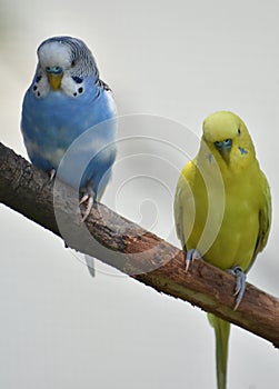 Bright Yellow and Light Blue Budgie in a Tree