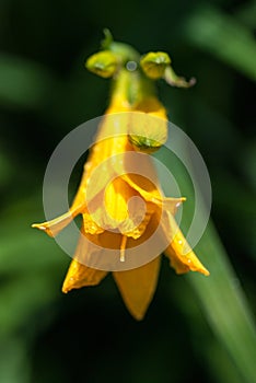 Bright yellow lily flowers with dew water drops under the bright spring sun. selective focus macro shot with shallow DOF