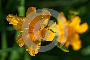 Bright yellow lily flowers with dew water drops under the bright spring sun. selective focus macro shot with shallow DOF