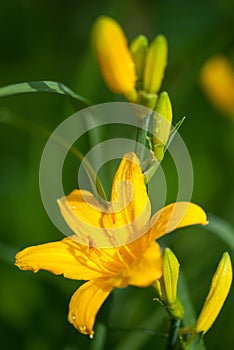 Bright yellow lily flowers with dew water drops under the bright spring sun. selective focus macro shot with shallow DOF