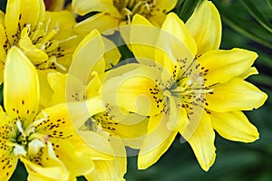 Bright yellow lily flowers on a natural background