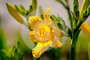 Bright yellow lily with green leafs and buds, close up view