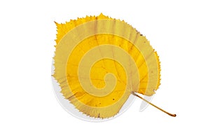 Bright yellow linden tree leaf isolated on white. Transparent png additional format