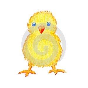 Bright yellow little chicken, front view, hand-drawn with colored pencil