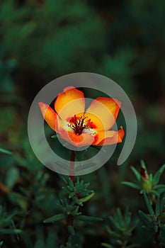 Bright yellow little flower on a dark green background