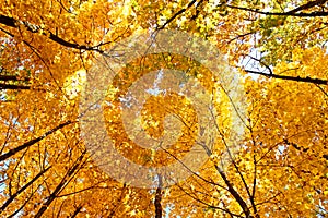 Bright yellow maple crown tops in autumn