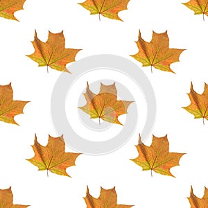 Bright yellow maple leaf on a white background. Seamless pattern. Background. Autumn theme