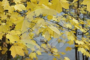 Bright yellow maple leaves in the autumn