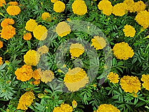 Bright yellow Marigold flowers are wallpapers. Means consistency.